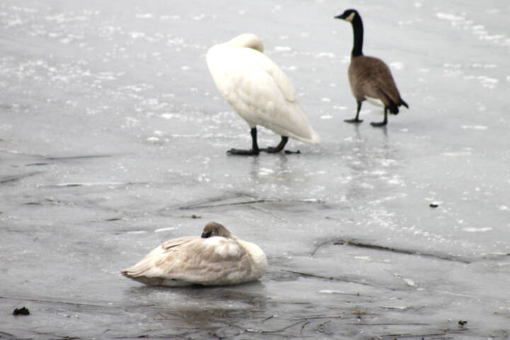 28806872_web1_220420-LDN-swans-SA-swans_4