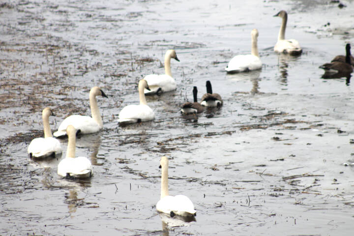 28806872_web1_220420-LDN-swans-SA-swans_5