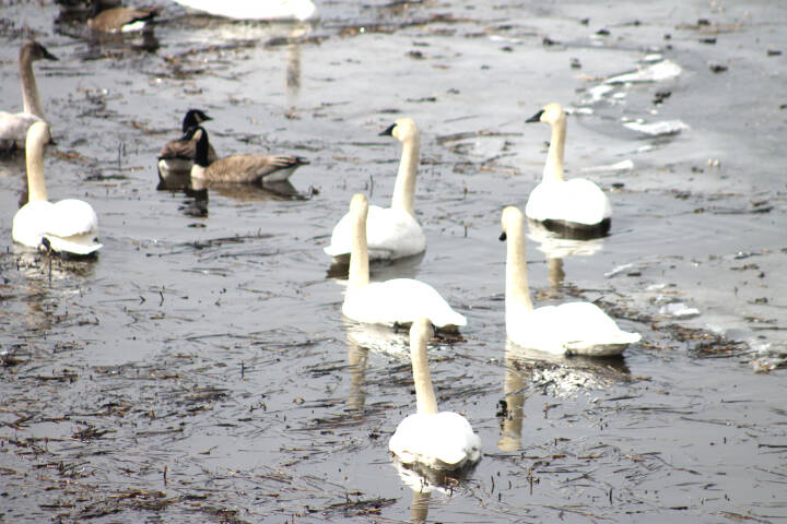 28806872_web1_220420-LDN-swans-SA-swans_6