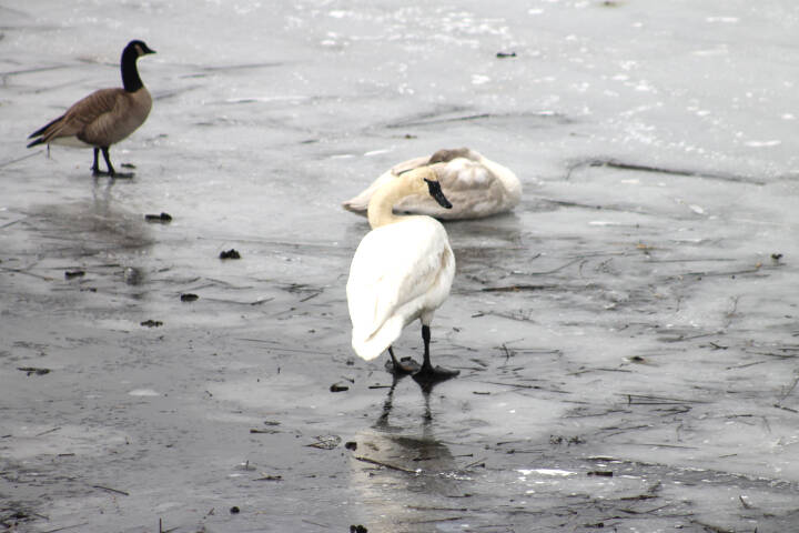 28806872_web1_220420-LDN-swans-SA-swans_7