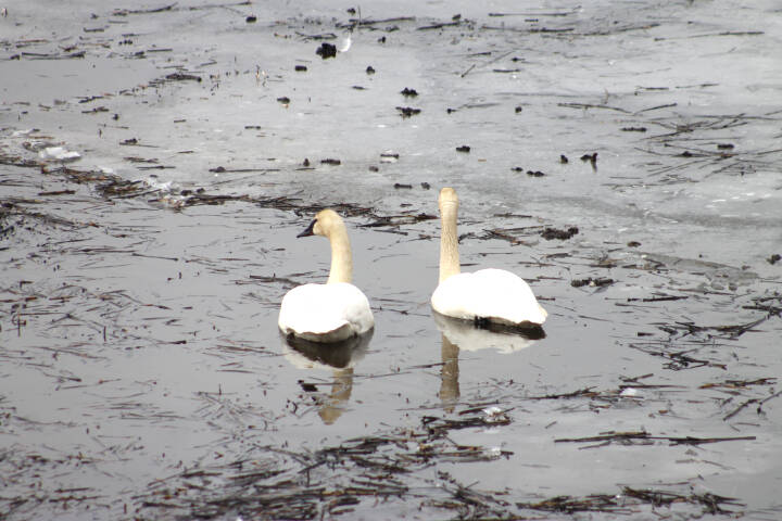 28806872_web1_220420-LDN-swans-SA-swans_8