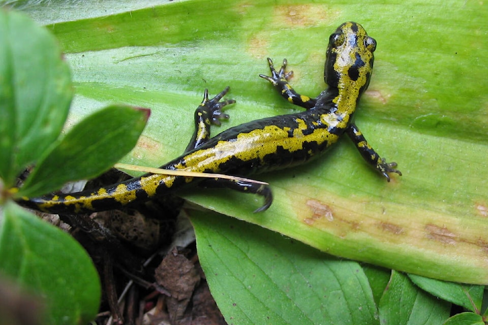 28872293_web1_220428-SIN-COLUMN-nature-nut-long-toed-salamander_1