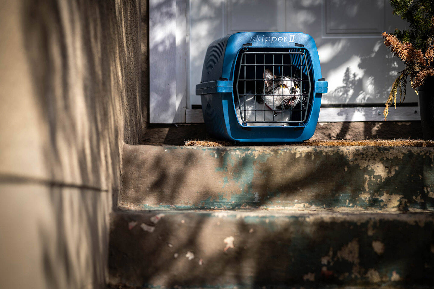Cat rescue organizations are drowning in cats that have been surrendered by owners because they cant find pet-friendly housing, said Christy Moschopedis of FCM Community Cat Trappers. (Darren McDonald)