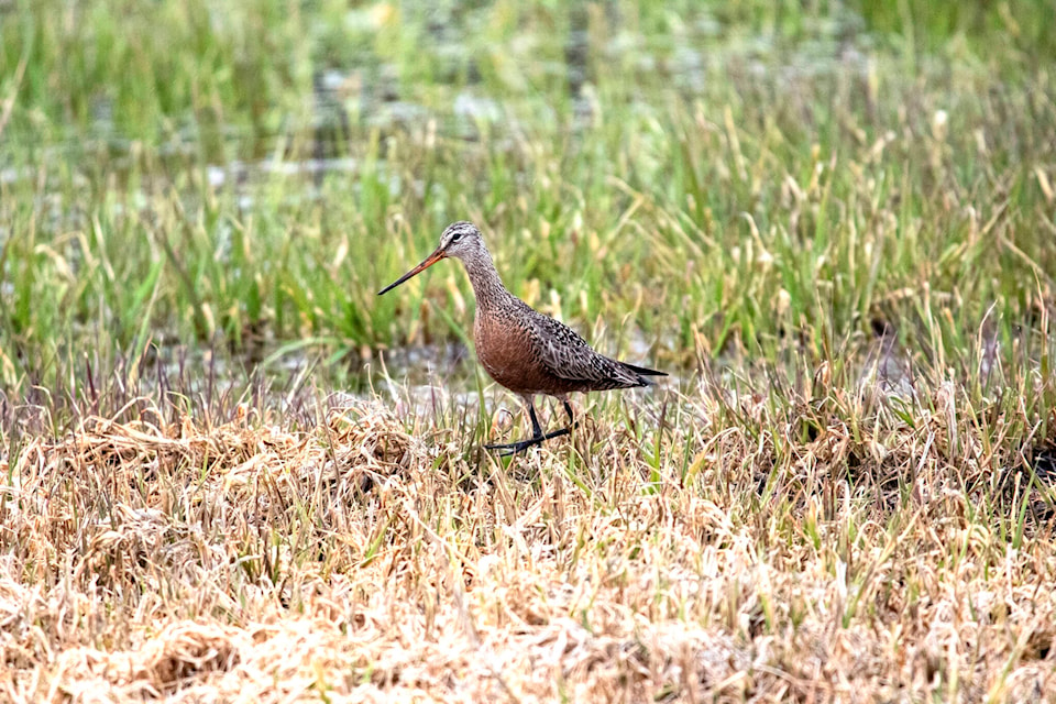 29056520_web1_220518-LDN_Hudsonian_Godwit-bird_1