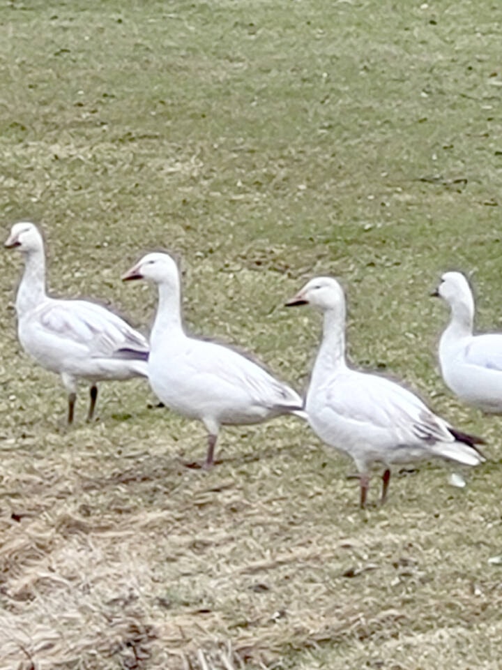 29115868_web1_220518-LDN_snowgeese-geese_1