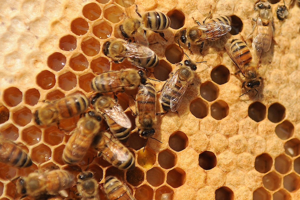 29123373_web1_220513-CPL-Unofficial-holidays-May15to21-Bees_1