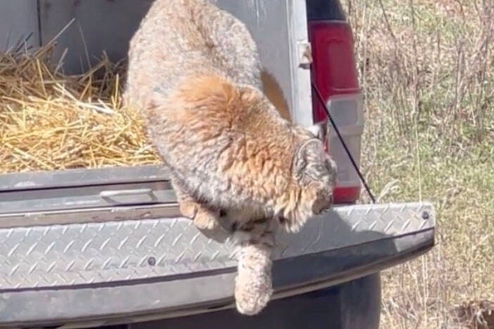 29343518_web1_Luke-Bobcat-NLWS