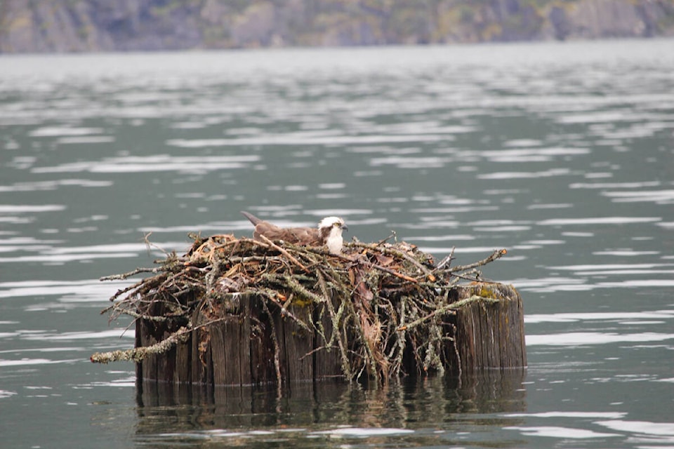 29551770_web1_220624-CDT-Rescued-Osprey-Nest-1_2