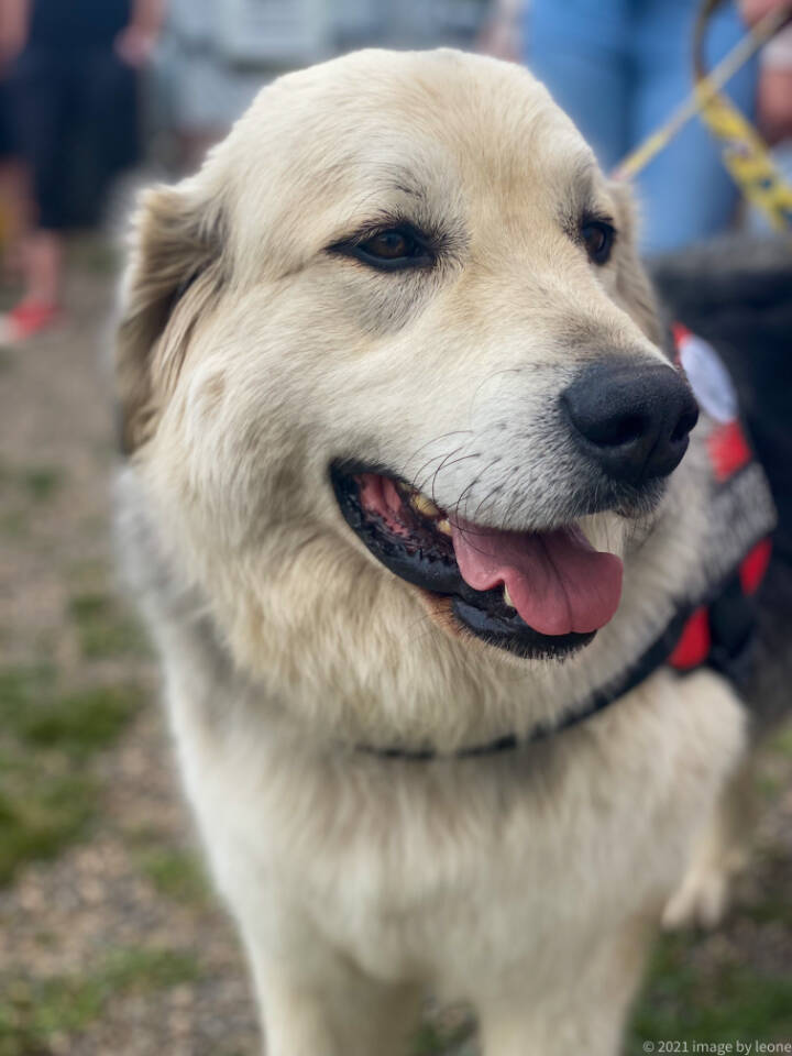 29652076_web1_220706-LDN_dogparkopening-dog_1