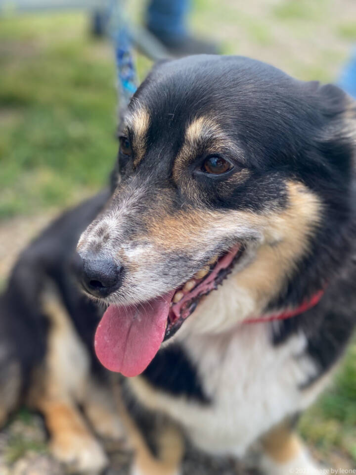 29652076_web1_220706-LDN_dogparkopening-dog_2