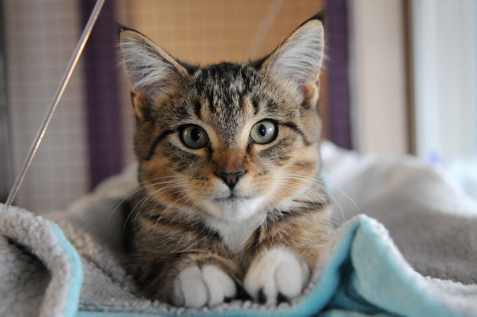 29722071_web1_201107-CPL-Furever-Home-Keith_1