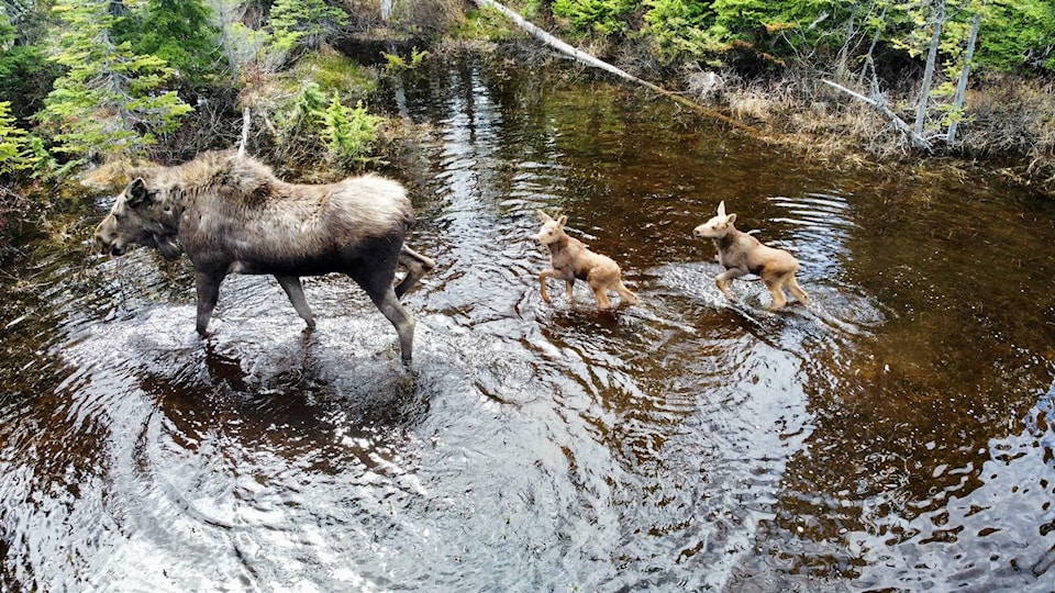 29773093_web1_220720-LDN_moose-moose_1