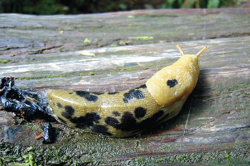 29780533_web1_220721-SIN-NATURE-NUT-banana-slug_1