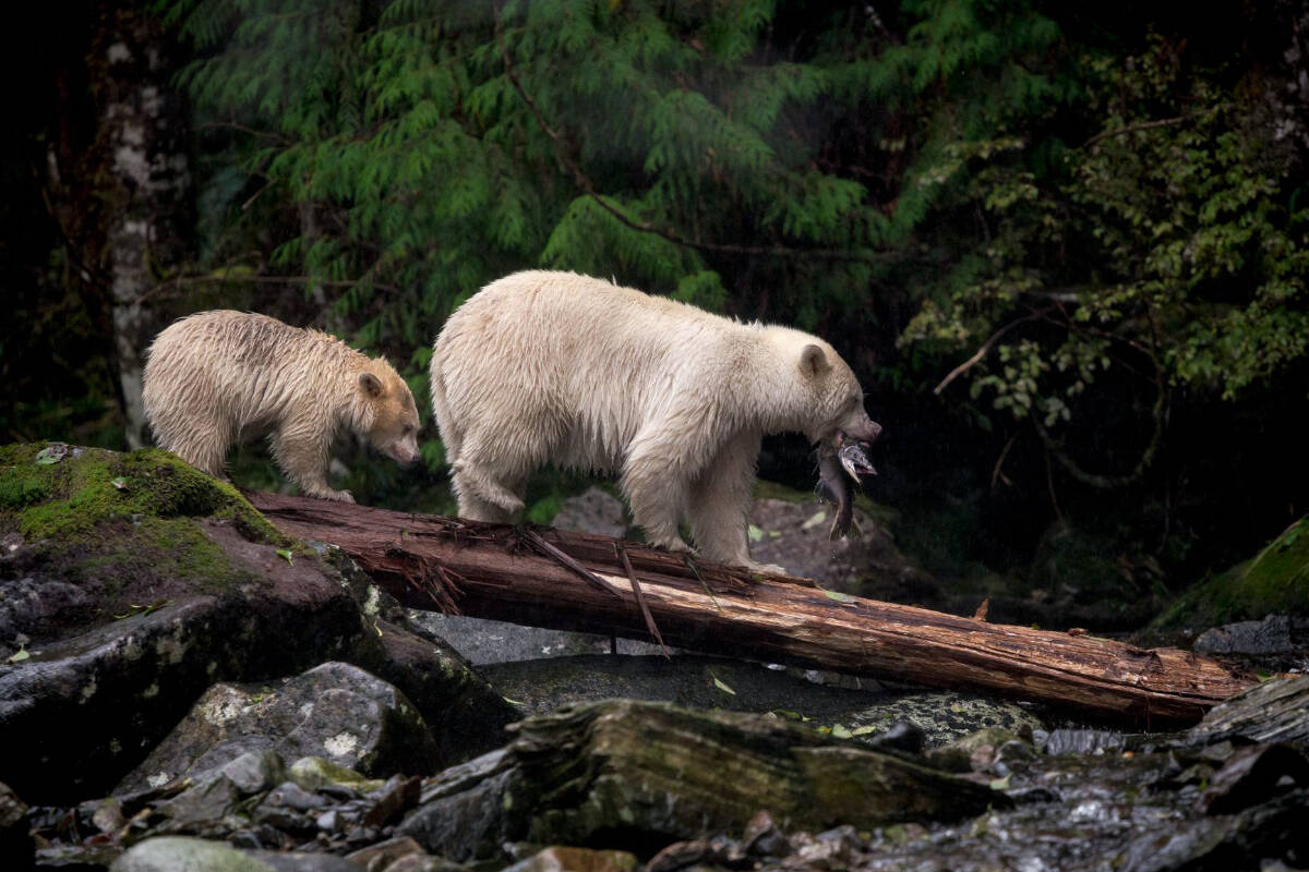 Coastal First Nations hope black bear hunting ban revives Spirit bear  populations - Burns Lake Lakes District News