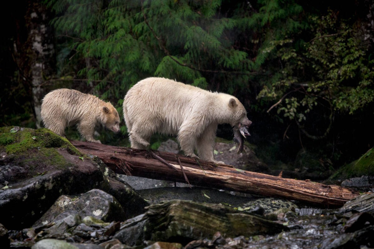 Coastal First Nations hope black bear hunting ban revives Spirit bear populations - Burns Lake Lakes District News