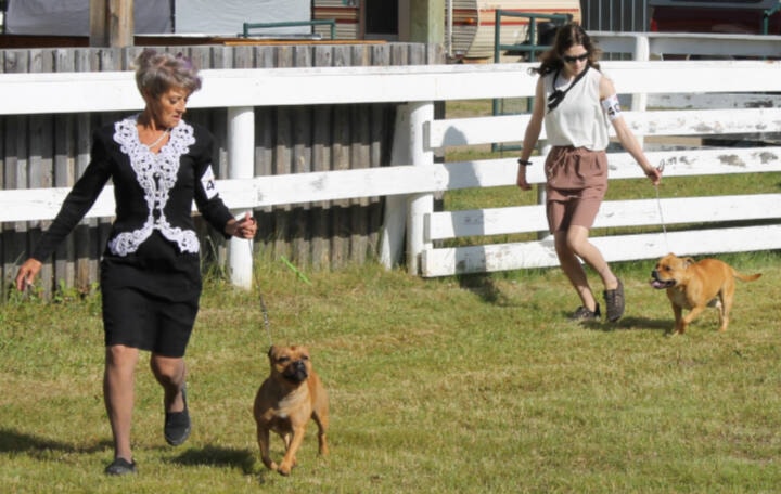 29859745_web1_220727-LDN_dogshow-kennelclub_2