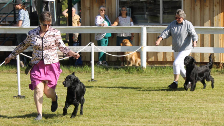 29859745_web1_220727-LDN_dogshow-kennelclub_3