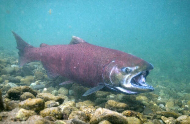 30005641_web1_220810-LDN_salmon-fish_1