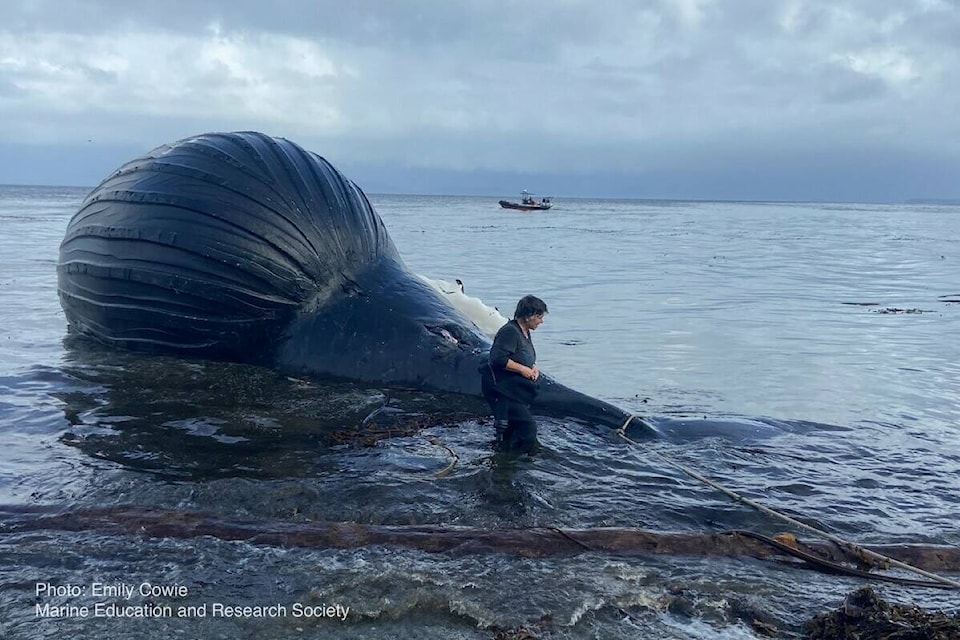 30822109_web1_221102-NIG-Humpback-whale-found-dead-Humpback_2