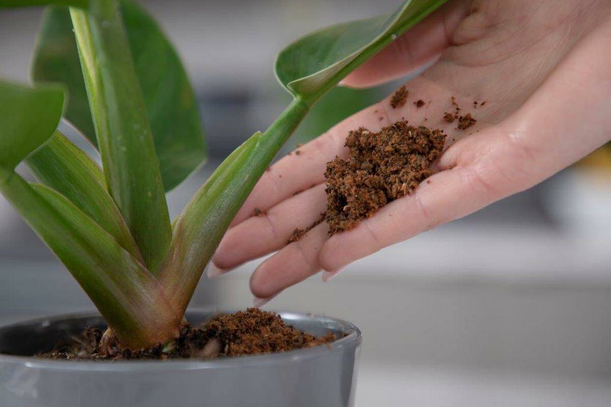 The FoodCycler grinds and dehydrates food scraps to produce a soil amendment that can be used as fertilizer or added to compost. Photo: Food Cycle Science.