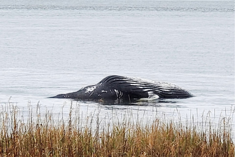 30987467_web1_221117-PRU-HGO-humpback-whale-found-dead-in--Masset-Inlet-male_1
