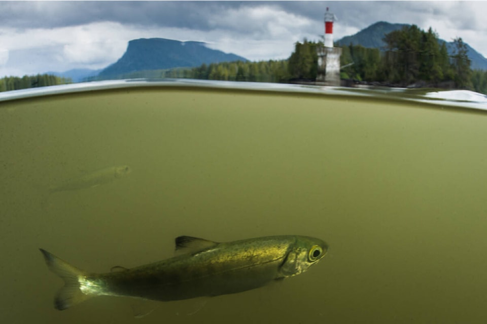 31093292_web1_220512-PRU-Invisible-migration-cancelled-Skeena-estuary1-better-quality_4