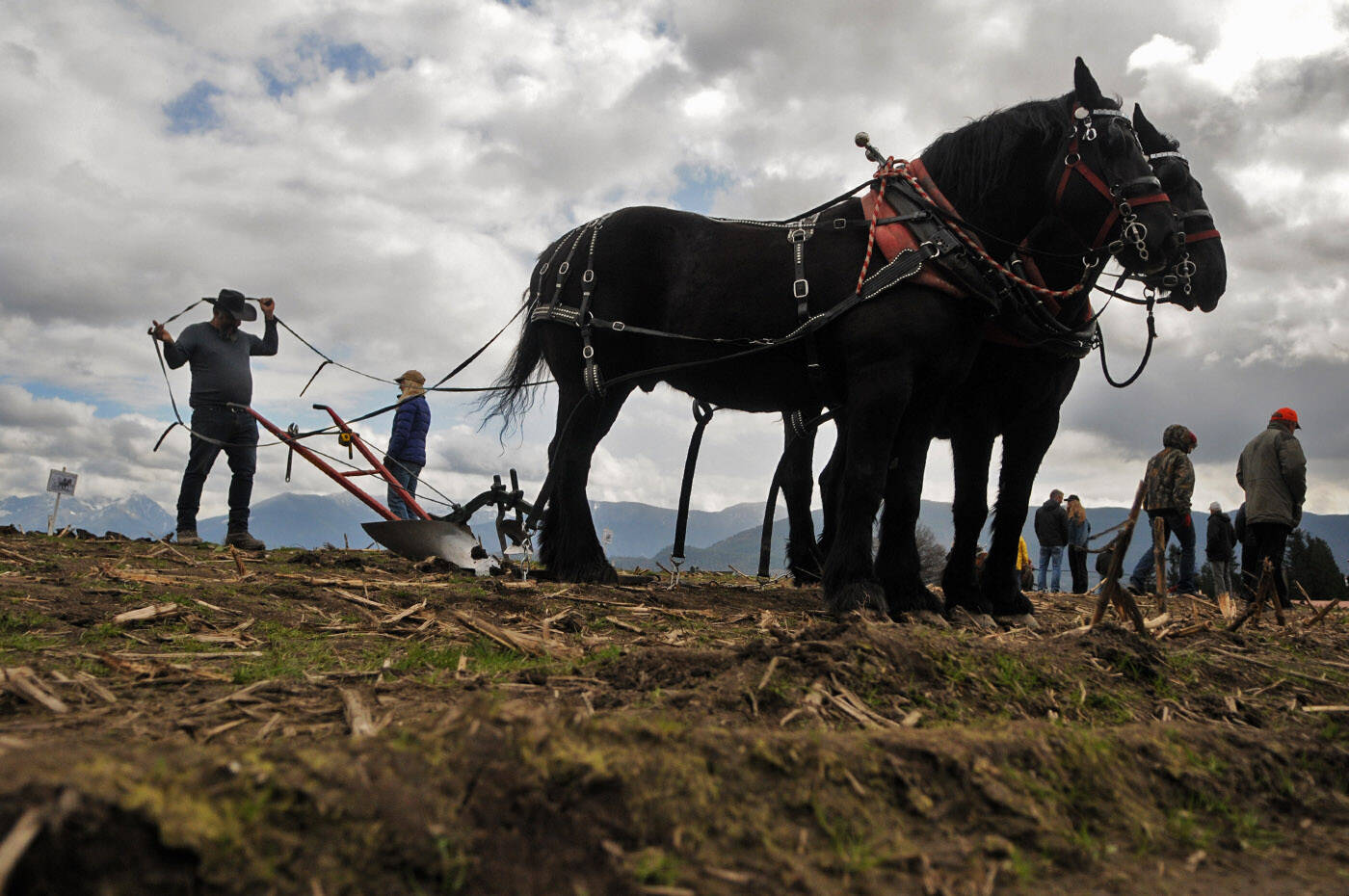 Dugan Montjoy lifts reins over his head while competing in the 100th annual Chilliwack Plowing Match at Greendale Acres in Chilliwack on Saturday, April 2, 2022. (Jenna Hauck/ Chilliwack Progress)