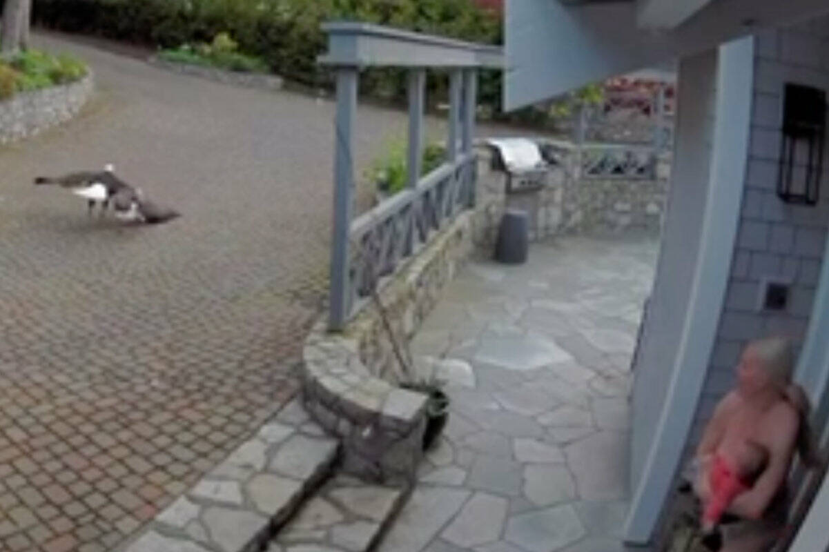 Caitlin Oakley rushing out of her North Saanich home to help rescue her family聮s pet goose from a bald eagle while breast-feeding her daughter. (Screencap/Courtesy Mike Lazic)