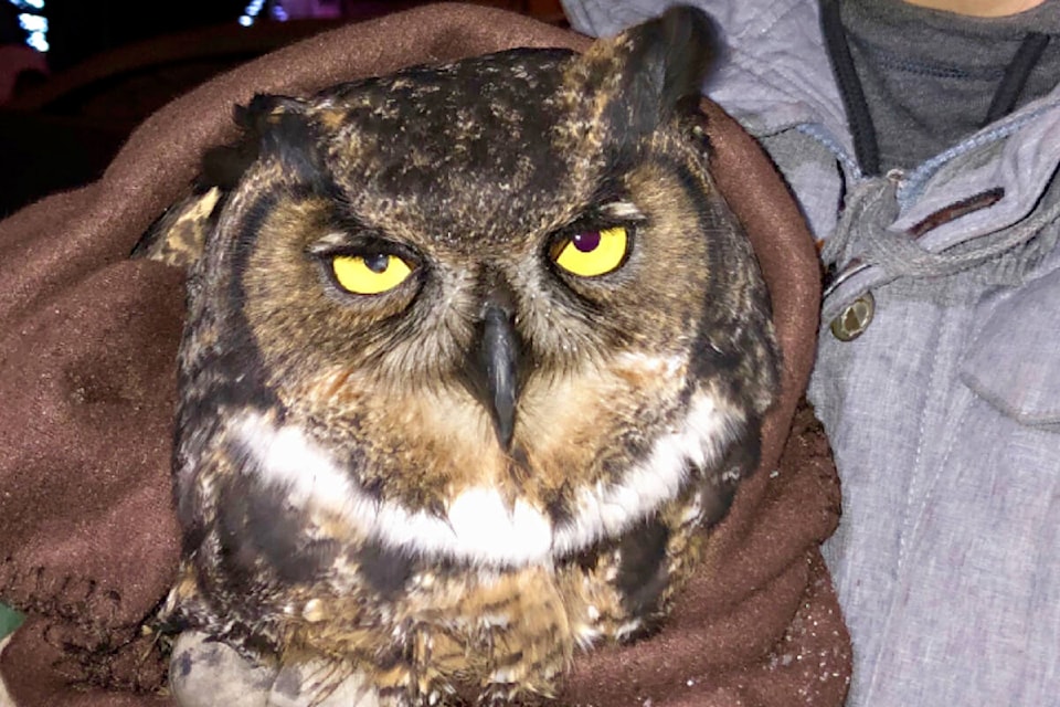 Matt Pistell holds the owl that flew into his windshield when he heading home to 100 Mile House from hockey in Lac la Hache. (Photo credit Murray Zelt)