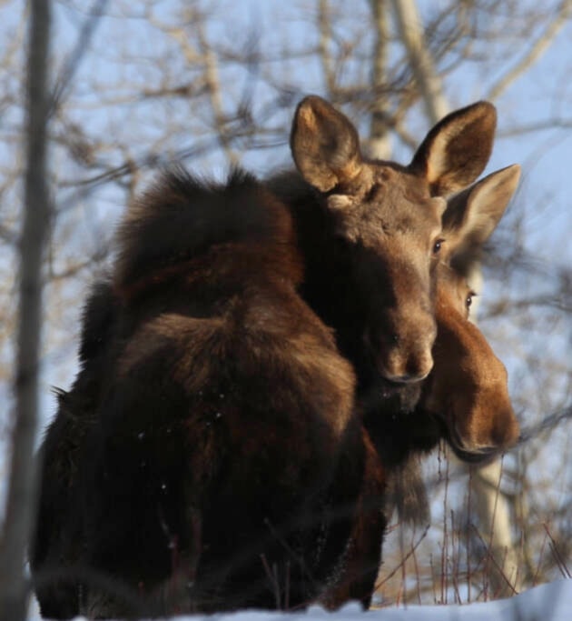 31563831_web1_230118-LDN_cow_calf-moose_1