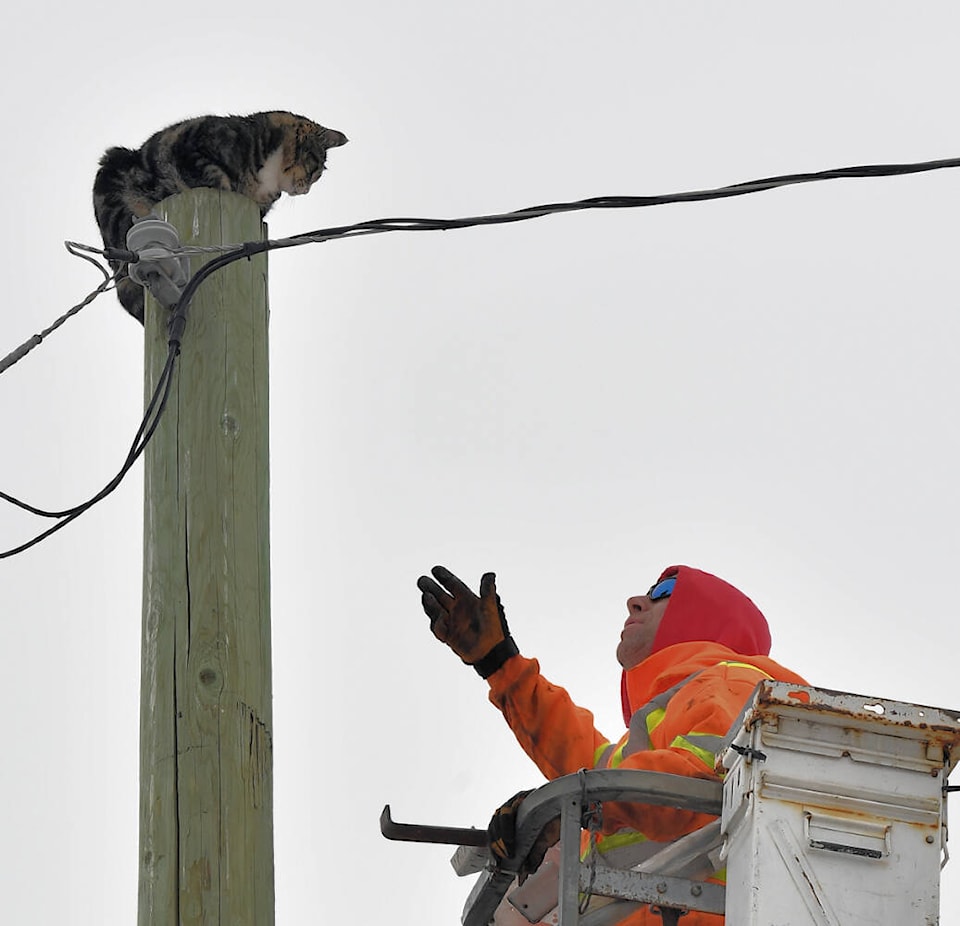 32232532_web1_230329-LDN_cat-Rescue-cat_2