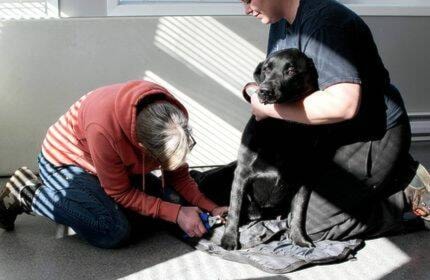 32248954_web1_230405-LDN_LAFS_nails-dog-trim_1