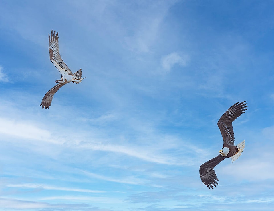 32503619_web1_230426-LDN_thechase-bird_1