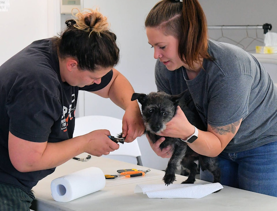 33135424_web1_230705-LDN_nailtrim--dogs_2
