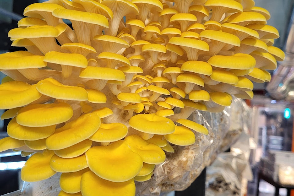 33234326_web1_230501-BPD-HARVEST-Mushroom-Smithereens-Mushroom_2