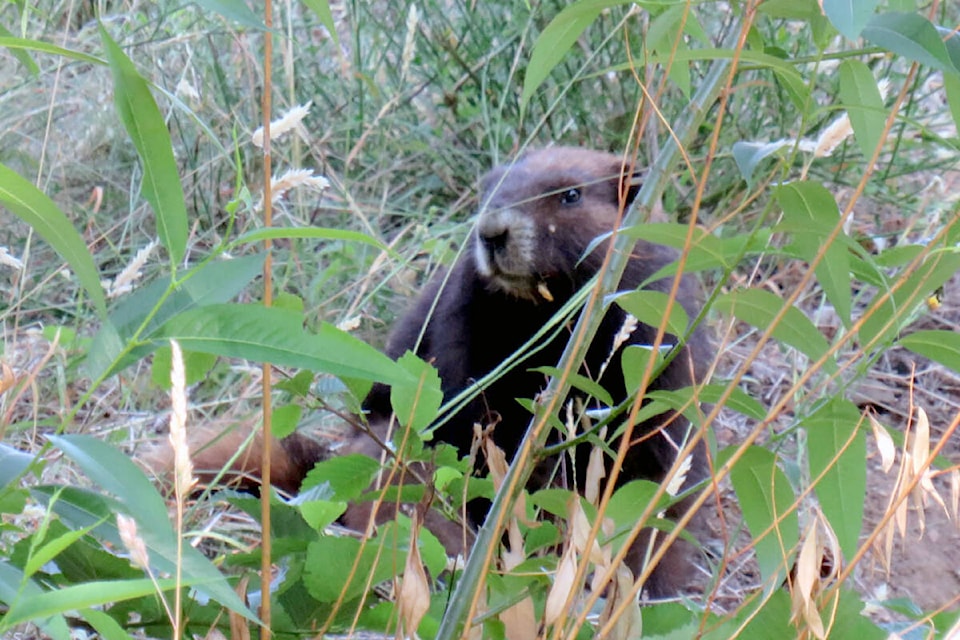 33241156_web1_230706-NBU-Camas-the-wandering-marmot-2_1