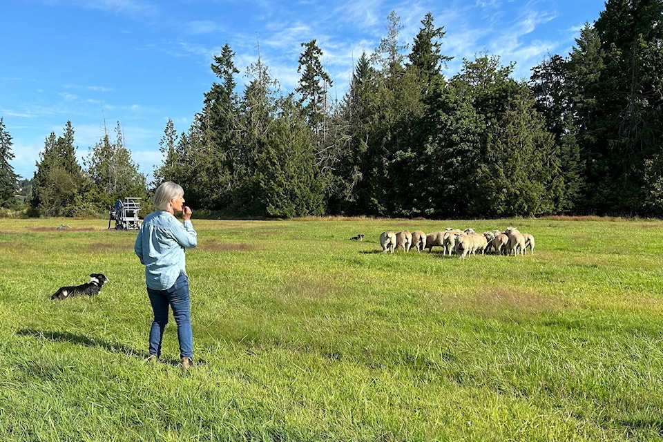 Judy Snell has been farming for around 25 years, currently on Thistle Dew Farm in Cowichan Valley, where she raises market sheep with the help of her border collies. She also holds sheepdog competitions. (Sarah Simpson photo)
