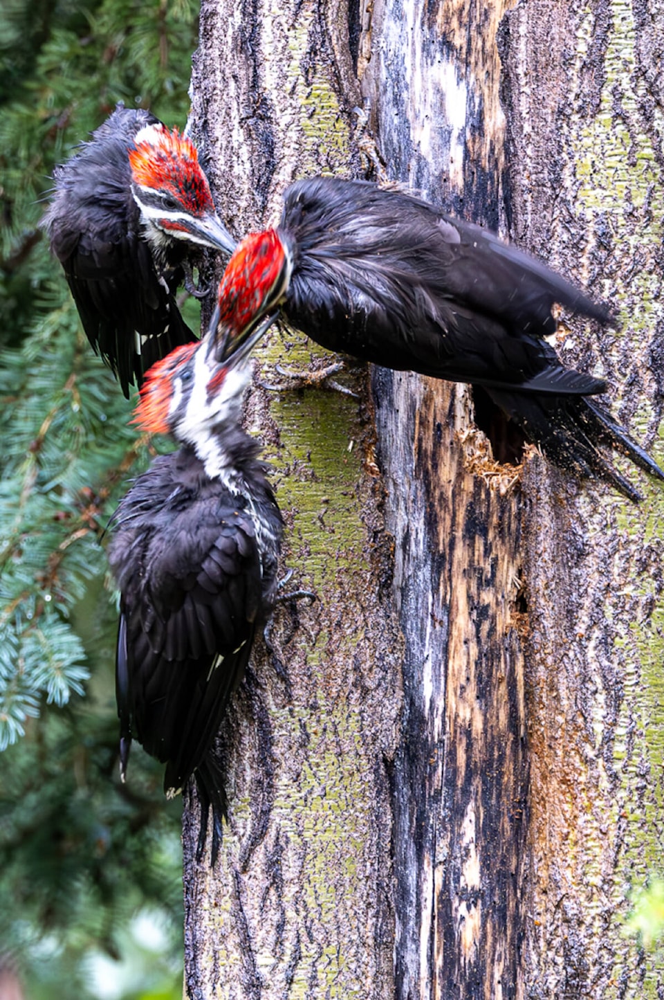 33428583_web1_230802-LDN_woodpeckers-wood_2