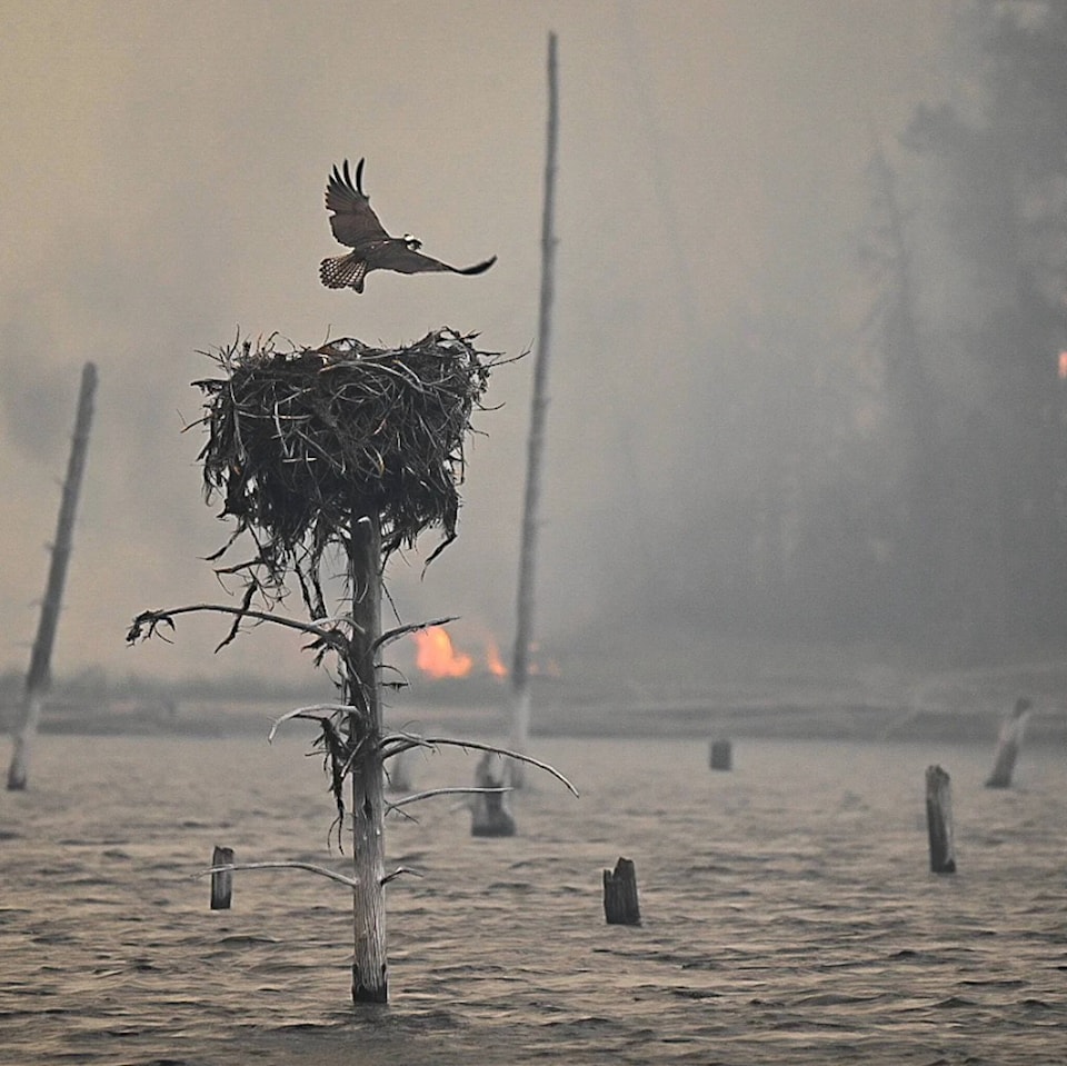 33464486_web1_230809-LDN_osprey-opsrey_1