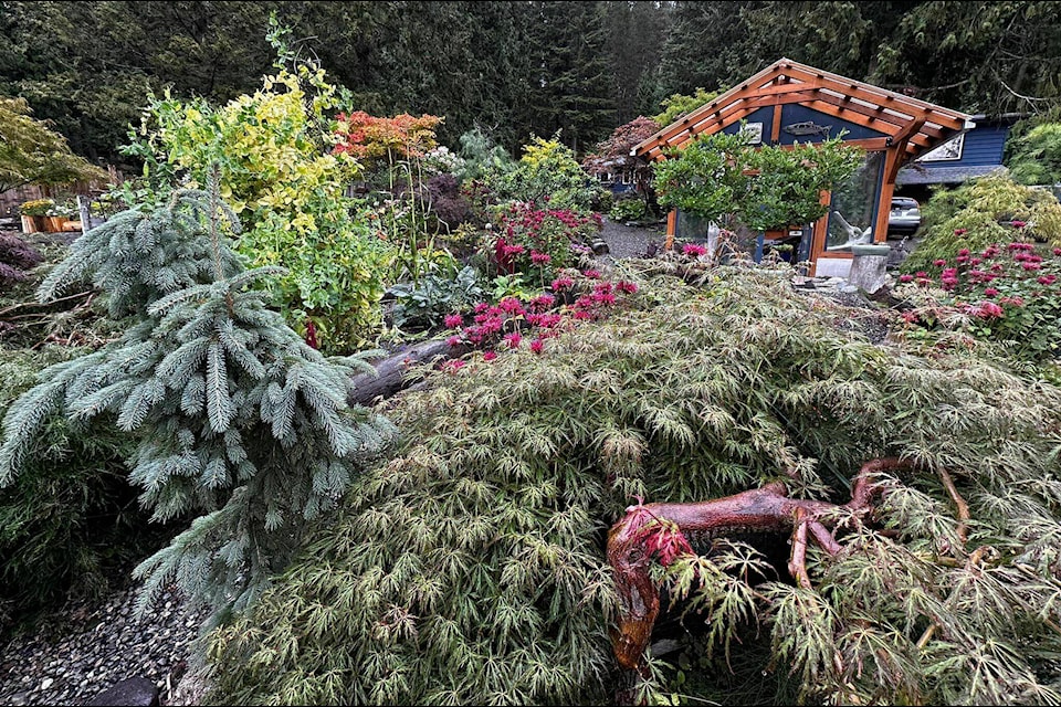 A lush bush plant, captured during the 2023 Terrace Riverboat Days’ Garden Tour, exemplifies the natural beauty and variety of greenery in the region. (Dave Gordon/Facebook)