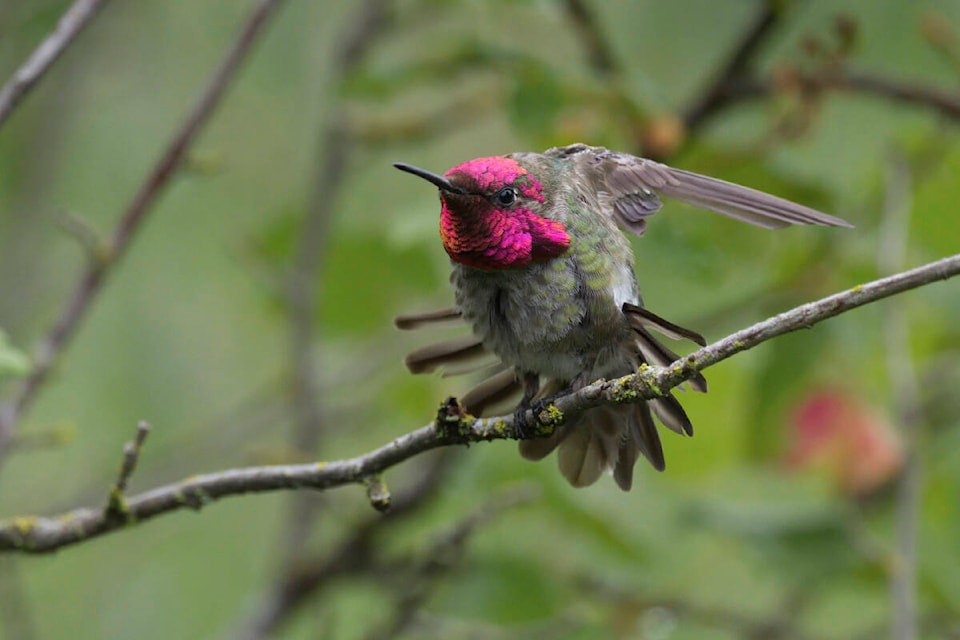 33914103_web1_230913-OBN-Hummingbirds-sub_1