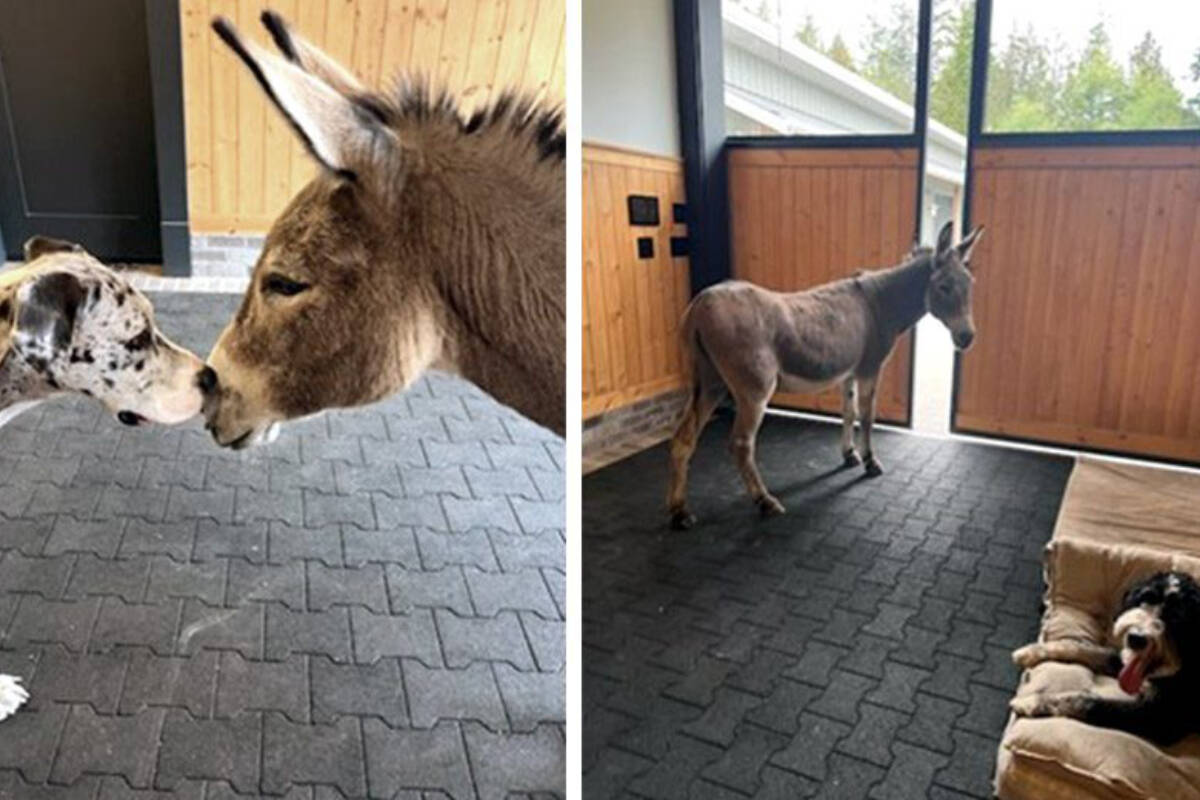 Charlie, a 22-year-old donkey, has found his forever home at a farm in B.C. after a viral post by BC SPCA back in September. (BC SPCA)