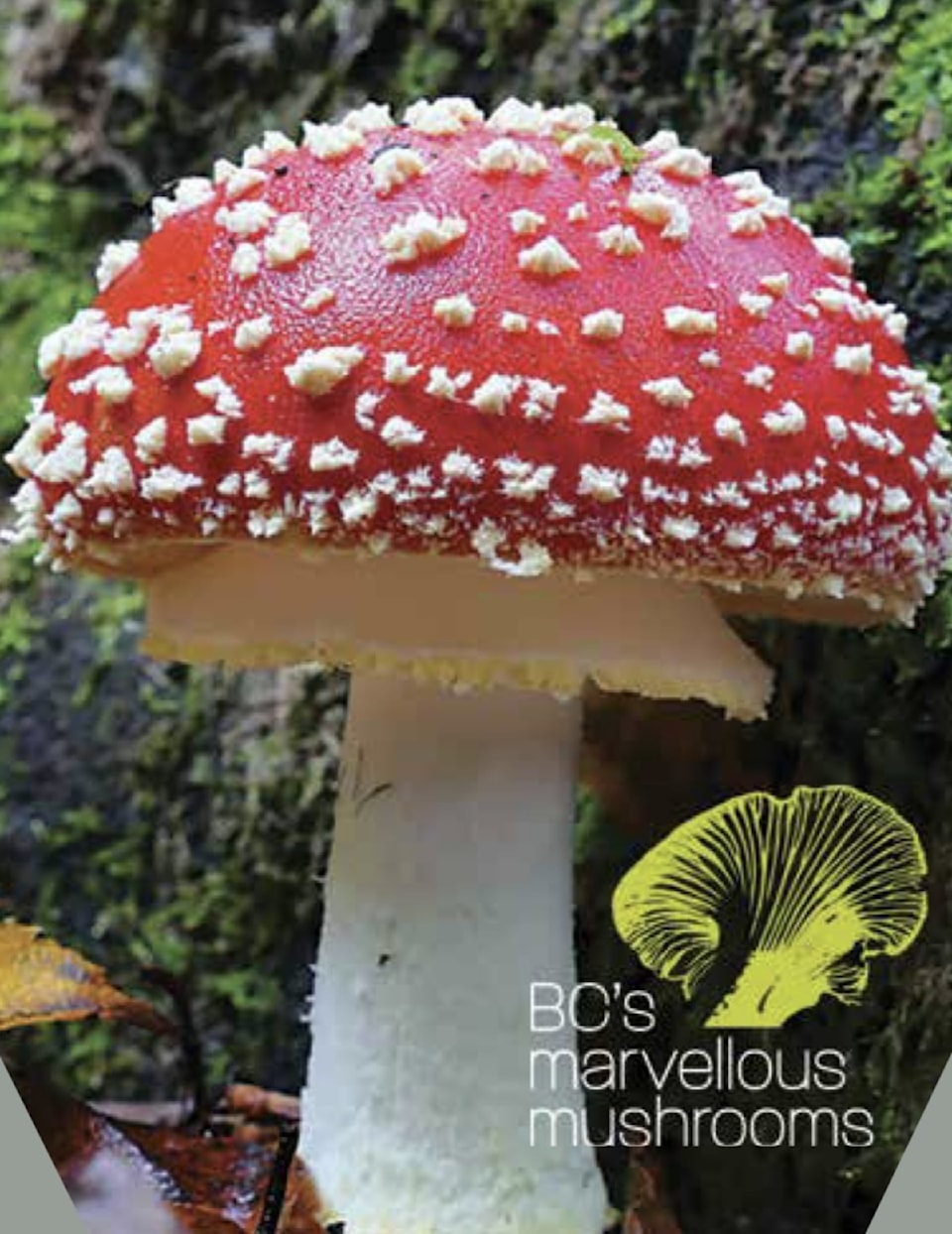 marvellousmushrooms