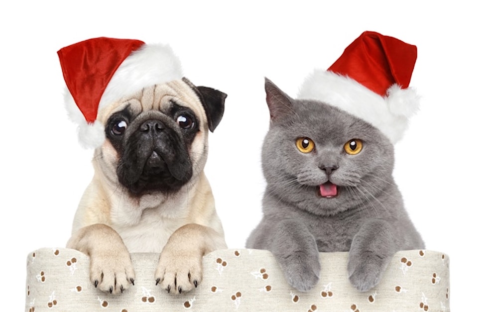 pugs