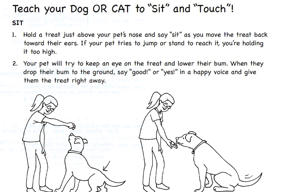 Graphic on how to teach a pet to sit.