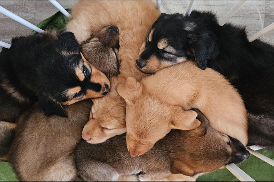 puppyadoption