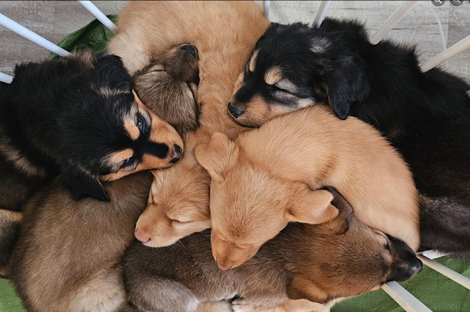 rescuepuppies
