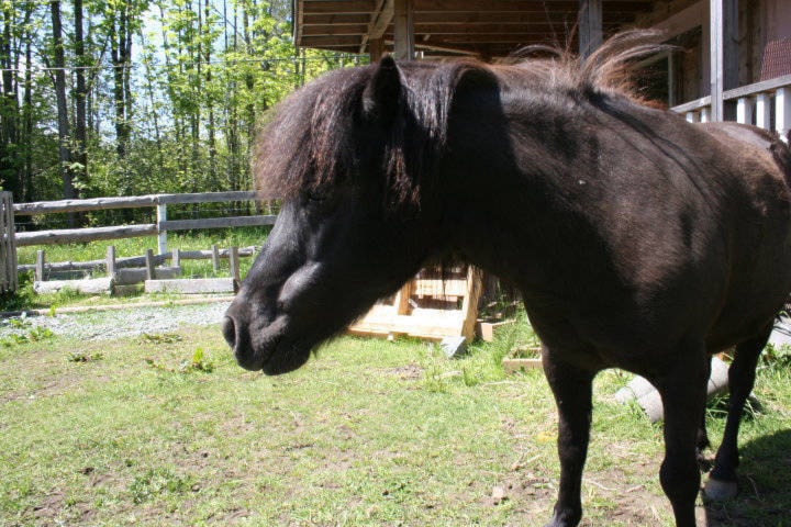 18593974_web1_190924-NBU-pit-bulls-attack-mini-horse_1