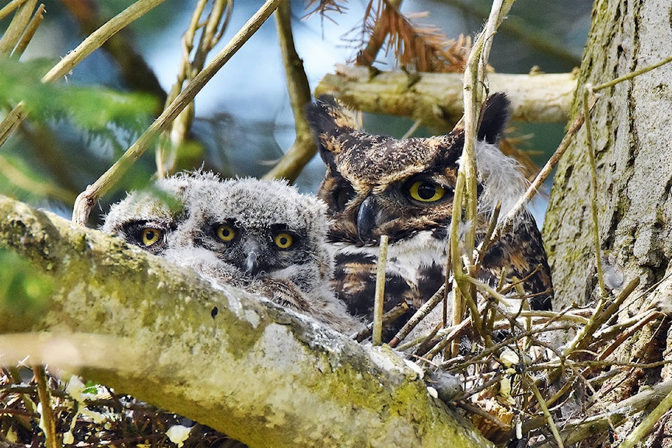 25952440_web1_210729-OEB-RodenticideBan-great-horned-owls_1