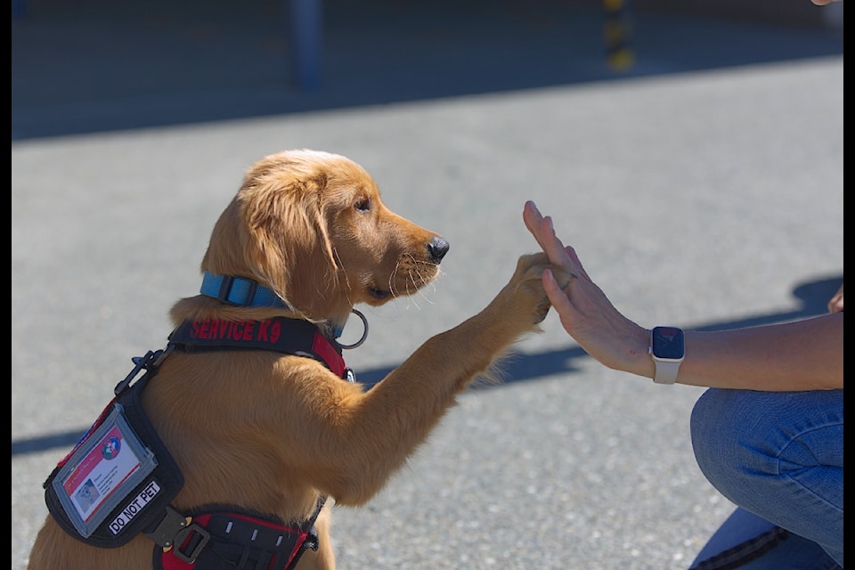Otter, the four-month-old golden retriever, is the Campbell River School District 72's new recruit. 